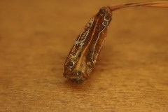 Polytrichastrum ohioense