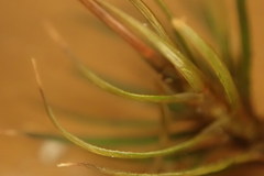 Polytrichastrum ohioense