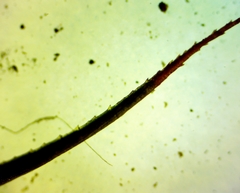 Polytrichastrum ohioense