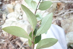 Myrsine pillansii