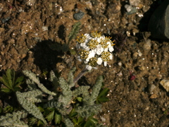 Achillea nana