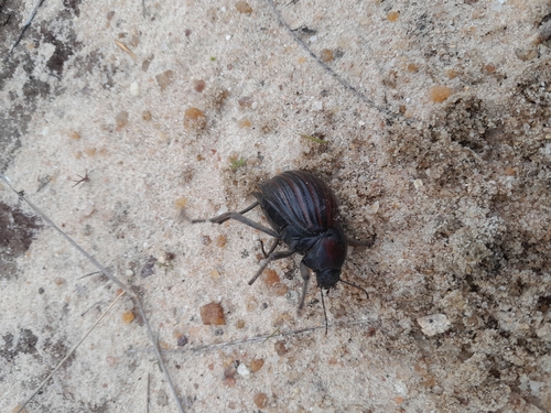 Mariazofia ventricosa