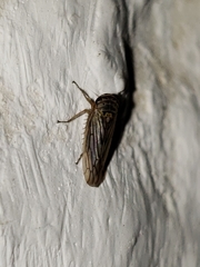 Exitianus obscurinervis