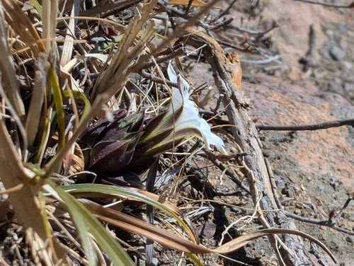 Early-blooming gentian (Gentiana thunbergii)