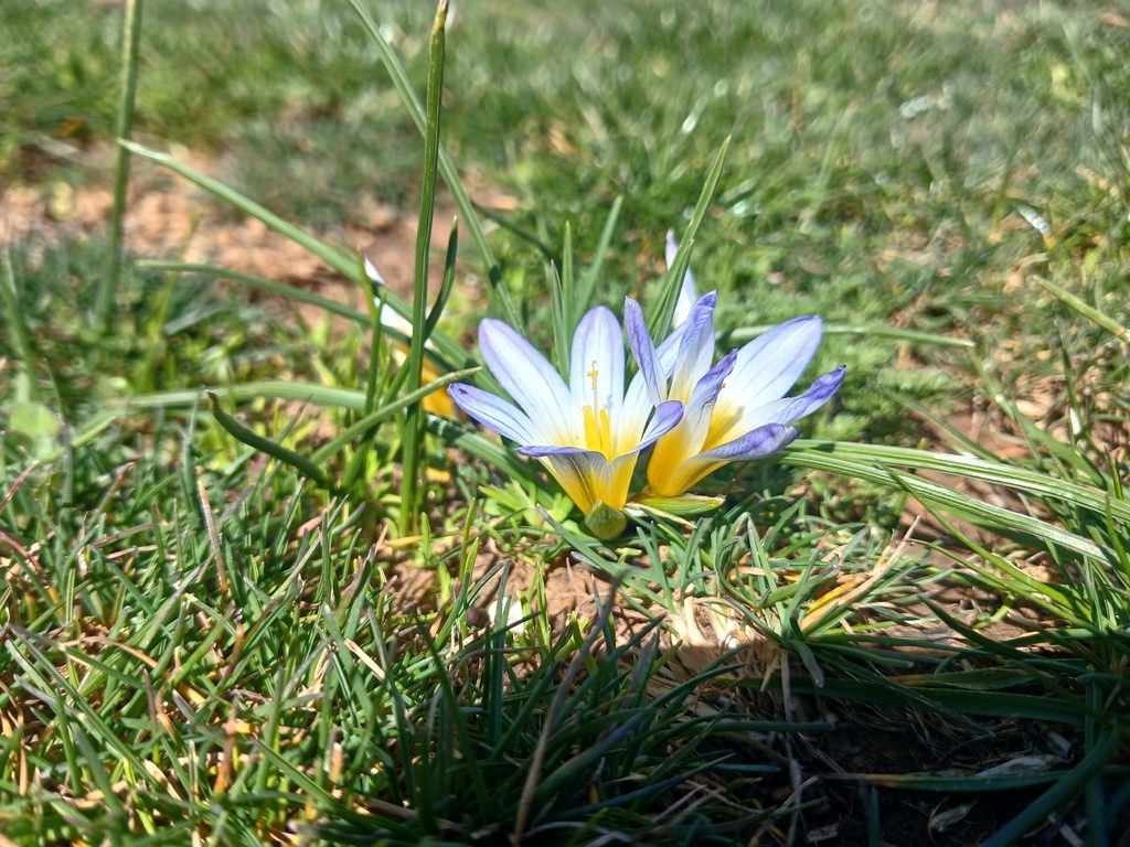 Romulea nivalis