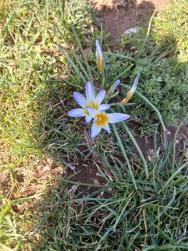 Romulea nivalis