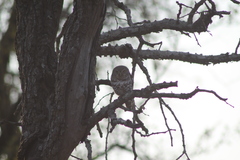 Glaucidium capense ngamiense