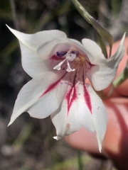 Gladiolus engysiphon