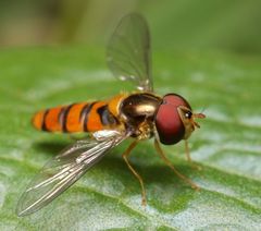 Episyrphus trisectus