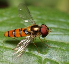 Episyrphus trisectus