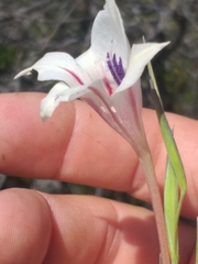 Gladiolus engysiphon