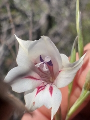 Gladiolus engysiphon