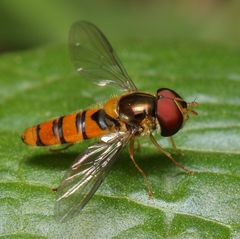 Episyrphus trisectus
