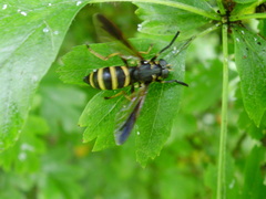 Temnostoma bombylans