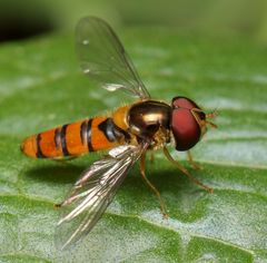 Episyrphus trisectus