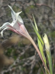 Gladiolus engysiphon