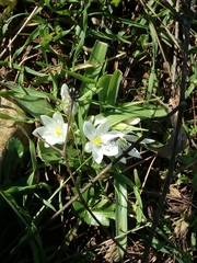 Ornithogalum lanceolatum