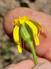 Senecio ruwenzoriensis