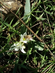Ornithogalum lanceolatum