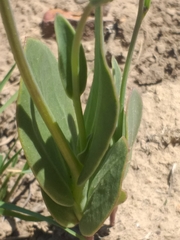 Senecio ruwenzoriensis