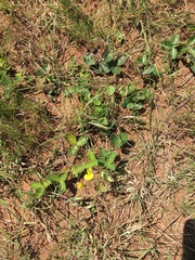 Argyrolobium pauciflorum