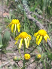 Senecio ruwenzoriensis