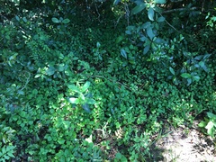 Plectranthus elegantulus