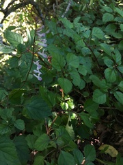 Plectranthus elegantulus