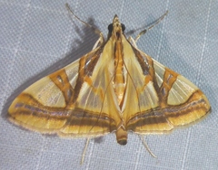 Agrioglypta naralis