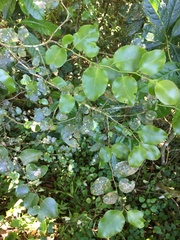 Gymnosporia harveyana harveyana