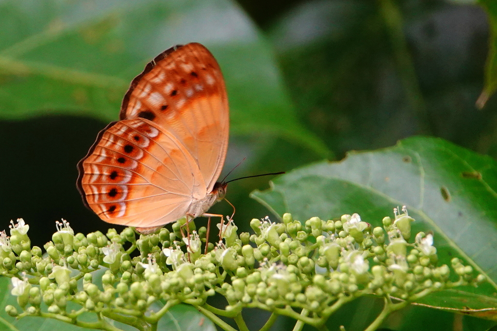 Bordered Rustic (Cupha prosope)