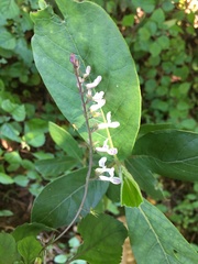 Plectranthus elegantulus