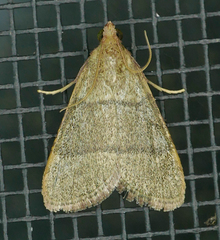 Hypsopygia nostralis