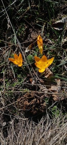 Crocus olivieri