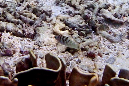 Schroeder's Rainbow Wrasse — seen at this dive site