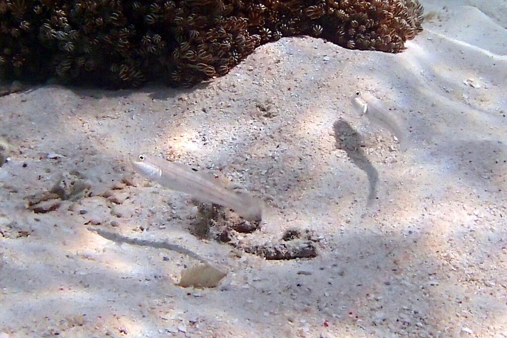 Mural goby (Valenciennea muralis)