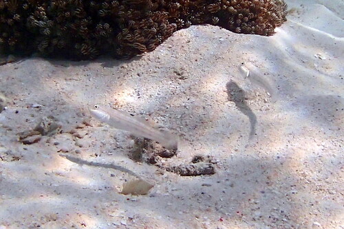 Mural goby (Valenciennea muralis) — Gobiidae