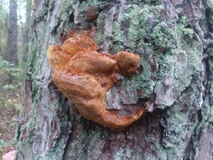 Phellinus piceinus
