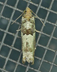 Pseudexentera knudsoni