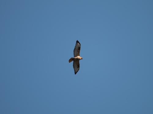 Eastern Buzzard