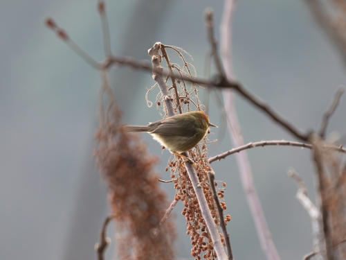 Rufous-capped Babbler