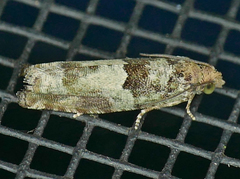 Pseudexentera knudsoni