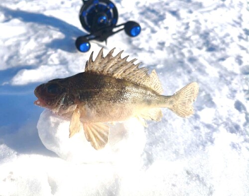 Balon's ruffe (Gymnocephalus baloni) — Percidae