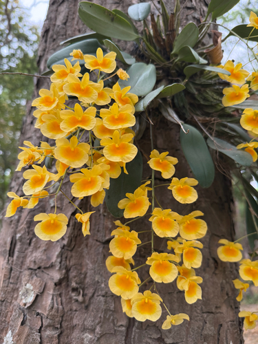 Lindley’s Dendrobium (Dendrobium lindleyi)