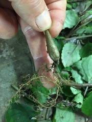 Plectranthus elegantulus
