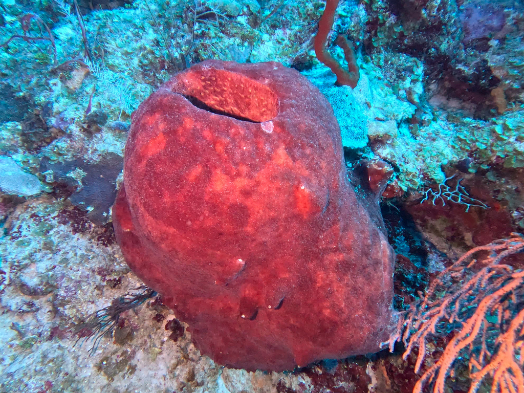 Touch-Me-Not Sponge