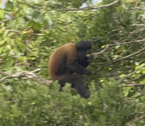 Guianan Bearded Saki