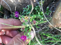 Delosperma lavisiae