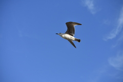 Larus michahellis michahellis