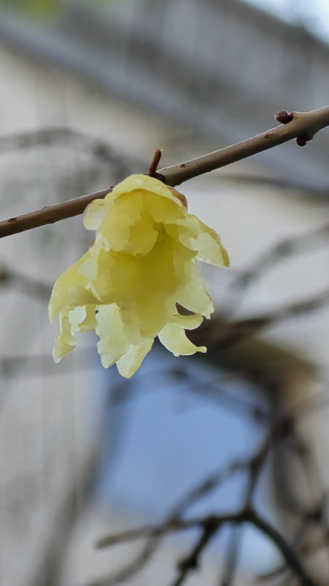 Imagem de flor-de-inverno